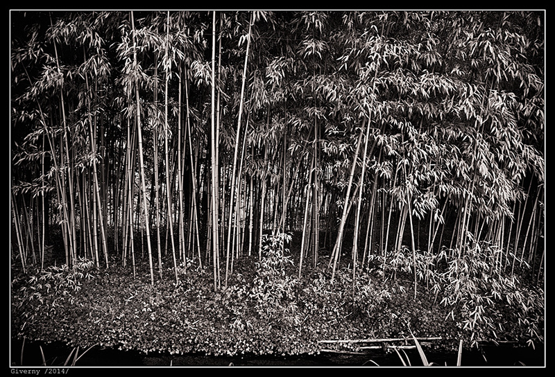 14_IMG_8777_BW
