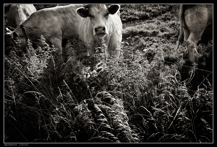 IMG_8558_BW