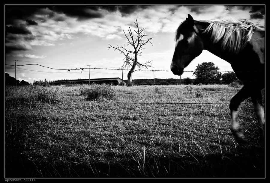 IMG_8582_BW