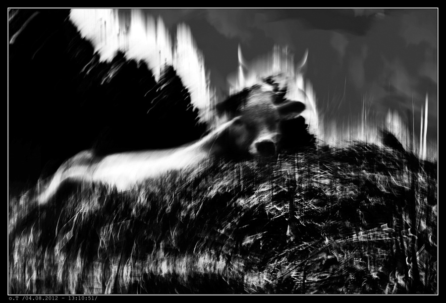 IMG_3866