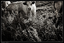 IMG_8558_BW