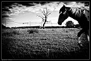 IMG_8582_BW
