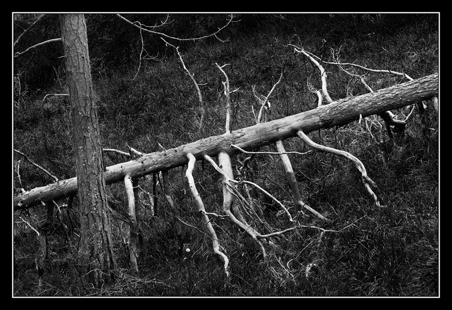 IMG_9185