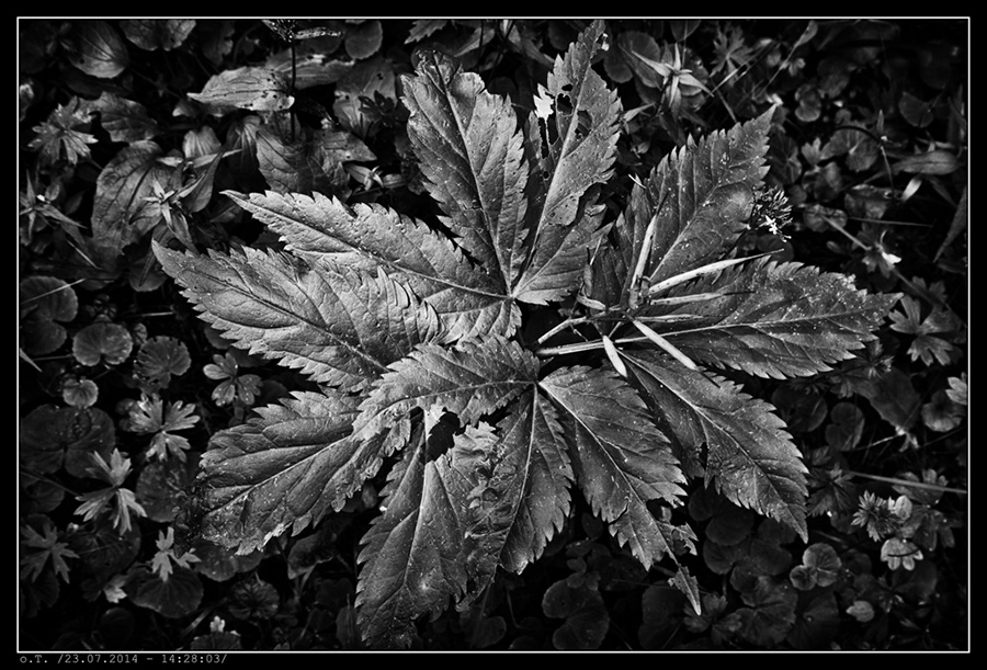 IMG_9316_BW