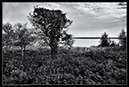 IMG_9708_BW