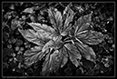 IMG_9316_BW
