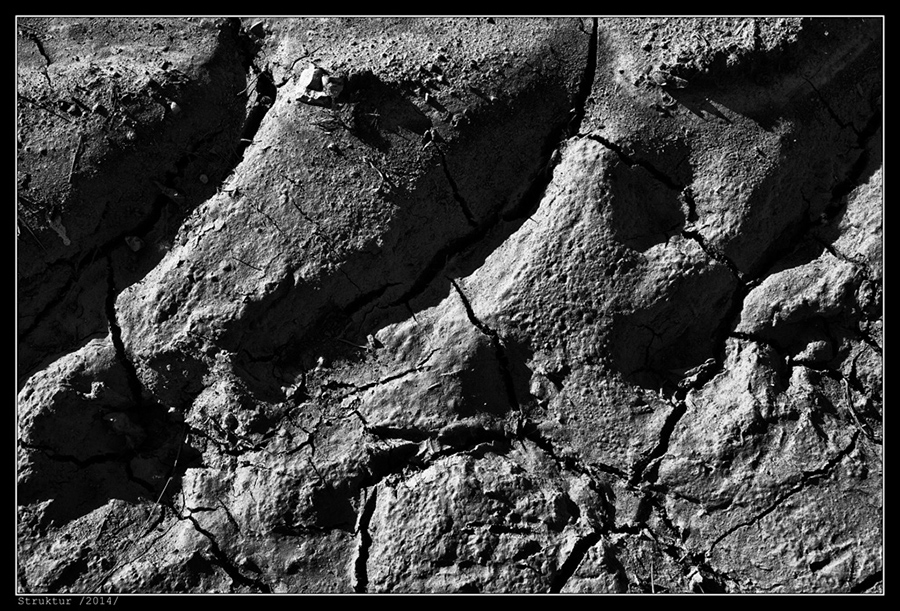 IMG_8305_BW