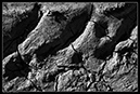 IMG_8305_BW