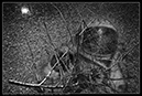 IMG_7874_BW_Leonow