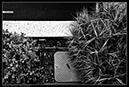 IMG_8212_SW